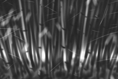 Lothar Rumold: Im Bambus III, 2017, Tablet-Zeichnung, 3:7