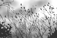 Lothar Rumold: Vögel im Geäst, 2017, Tablet-Zeichnung, 41:70